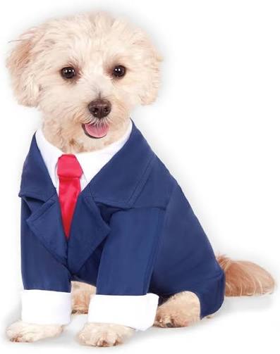A dog wearing a business suit
