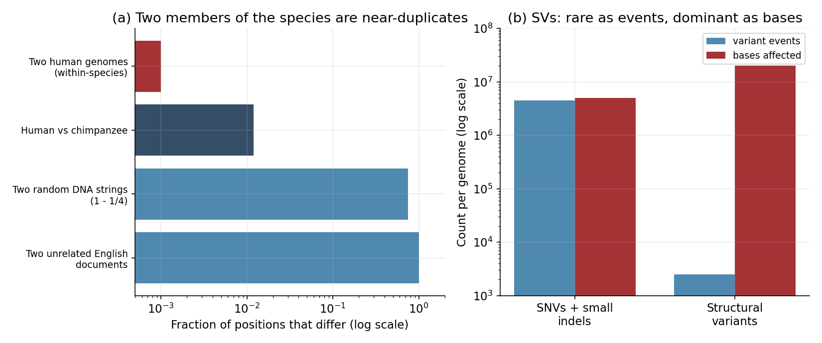 **Figure 1.** The corpus is nearly one document. **(a)** The fraction of
positions that differ between two sequences, log scale: two humans differ at
$$\sim 10^{-3}$$, human and chimpanzee at $$\sim 10^{-2}$$, while two random DNA
strings differ at $$0.75$$ and two unrelated English documents at essentially $$1$$.
The within-species genomic "corpus" is roughly a thousandfold more redundant than
text. **(b)** Within one genome, single-nucleotide variants and small indels
dominate as *events* ($$\sim 4.5\text{M}$$) but touch only a few Mb; structural variants are
rare as events ($$\sim 2{,}500$$) yet rearrange $$\sim 20\,\mathrm{Mb}$$ — the majority of the bases
that actually differ, and the least
studied.
