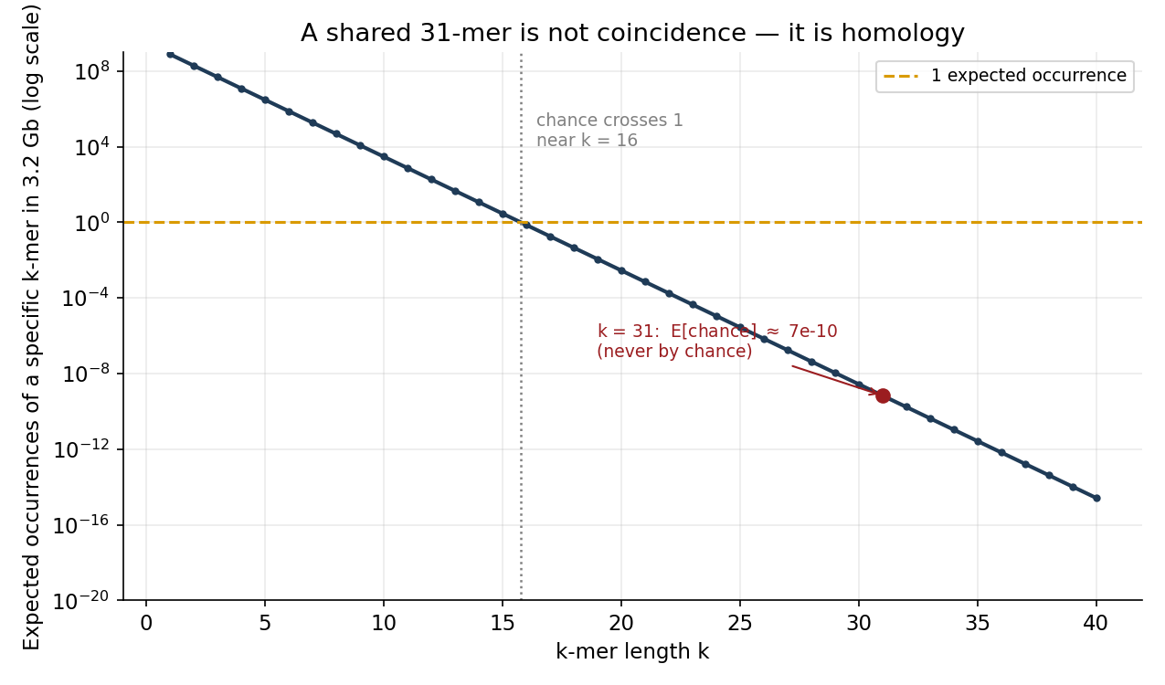 **Figure 2.** Similarity beyond chance. Under an i.i.d.-uniform-base null, the
expected number of occurrences of a *specific* $$k$$-mer in a 3.2 Gb genome is
$$G\cdot 4^{-k}$$; it crosses $$1$$ near $$k \approx 16$$ and reaches
$$\approx 7\times 10^{-10}$$ at $$k = 31$$. Long $$k$$-mers therefore essentially never
recur by chance — so when they *are* shared between individuals or species, the
match is homology and conservation, not coincidence. The gap between this curve and
observed sequence sharing is exactly the biology a string model must
learn.