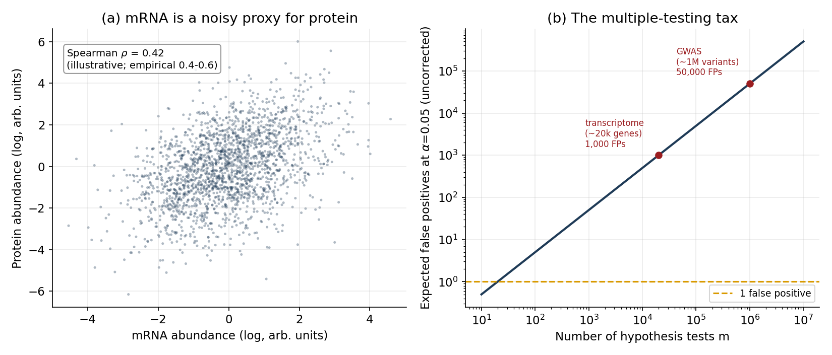 **Figure 3.** Two reasons to be careful. **(a)** An illustrative mRNA-versus-
protein scatter at a Spearman correlation in the empirically reported range; even
here, fixing the mRNA level leaves protein spanning a wide band, because
translation and degradation are not observed in the RNA. **(b)** The multiple-
testing tax: expected false positives at $$\alpha = 0.05$$ *without* correction grow
linearly with the number of tests — about $$1{,}000$$ across a $$\sim 20\text{k}$$-gene
transcriptome and $$\sim 50{,}000$$ across a $$\sim 1\text{M}$$-variant GWAS — which is why
genome-wide significance is set near $$5\times 10^{-8}$$.